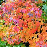 Палитра сентября :: Вячеслав Минаев