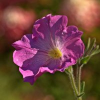 Про цветы :: Вячеслав Минаев