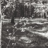 Лес (чб) :: Сергей Царёв