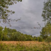 На опушке... :: Владимир Жданов