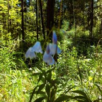 Солнце в лесу :: Hope Солнце в лесу :: Hope