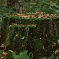 Пень :: Александр Морозов