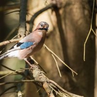 Сойка. :: Виктор Евстратов Сойка. :: Виктор Евстратов