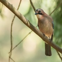 Сойка. :: Виктор Евстратов Сойка. :: Виктор Евстратов