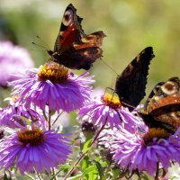 Из сегодняшней съёмки  2 :: Александр Прокудин