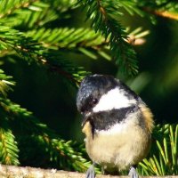 московка или малая синица :: gawrilа - dan московка или малая синица :: gawrilа - dan