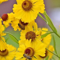 Трудяги на гелениуме :: Светлана Трудяги на гелениуме :: Светлана