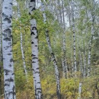 Пойдём со мной к берёзкам! :: Валентина Нефёдова Пойдём со мной к берёзкам! :: Валентина Нефёдова