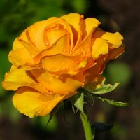 Роза сентября. :: Милешкин Владимир Алексеевич 