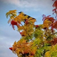 Любитель рябины :: Veera V Любитель рябины :: Veera V