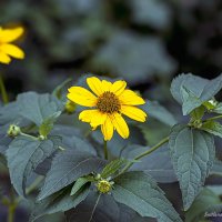 Гелиопсис — солнышко в цветнике :: Светлана Ищенко
