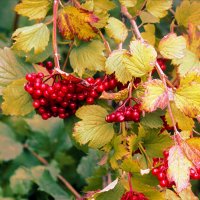 Калина :: Сергей Кочнев