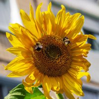 Подсолнух - спутник солнца :: Светлана Ищенко