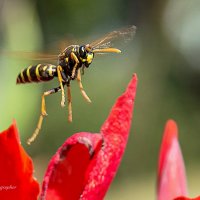 Европейская бумажная оса :: Светлана Ищенко