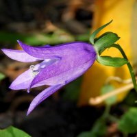 Колокольчик голубой поклонился нам с тобой! :: Елена Хайдукова  ( Elena Fly )