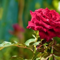 Алая роза :: Валентин Семчишин Алая роза :: Валентин Семчишин