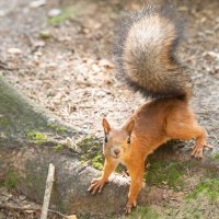 Белочка. :: Виктор Евстратов Белочка. :: Виктор Евстратов