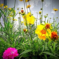 Цветы. :: Владимир Драгунский