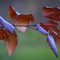 Багряник европейский :: Aleksey Afonin