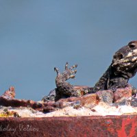 Агама :: Николай Волков Агама :: Николай Волков