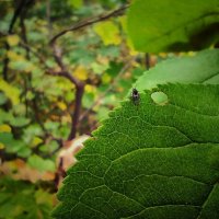 **** :: Алексей Архипов **** :: Алексей Архипов