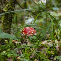 Мухоморчик :: Ольга Прикуль