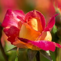 Роза :: Игорь Сикорский