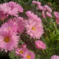 Цветы осени :: Елена Семигина