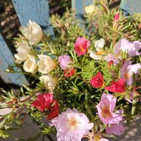 Портулак цветет :: Татьяна Пальчикова