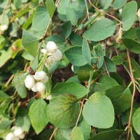 ,,, :: Сергей Тимоновский