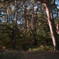 В сосновом бору :: Александр Синдерёв