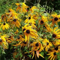 Рудбекия :: Рита Симонова