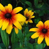 Рудбекия :: Рита Симонова