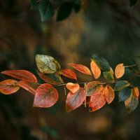 Осенние листья :: Александр Морозов