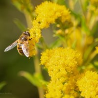 *** :: Андрей Андрианов