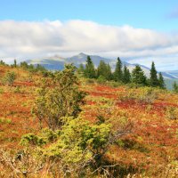 Осень в горах Северного Урала :: Галина Ильясова