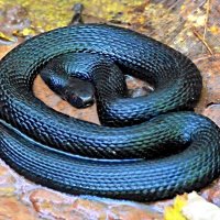 Лес всегда полон неожиданностей... :: Андрей Заломленков