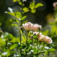 ___ :: Yuriy V ___ :: Yuriy V