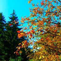 Первые краски осени :: Aida10 