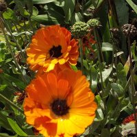 Календула :: Freddy 97