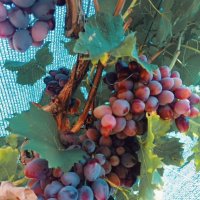 Виноград :: Светлана Мишенёва