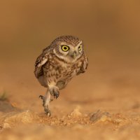 *** :: Евгений Фруман