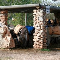 Бедуинский прокат :: Аркадий Басович Бедуинский прокат :: Аркадий Басович