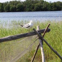 Сизая чайка :: Любовь ***