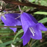 Цветы осенние :: Pippa Цветы осенние :: Pippa