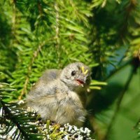 желтоголовый королёк :: gawrilа - dan