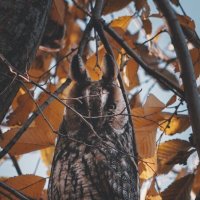 Прекрасные совушки. :: Анатолий Щербак