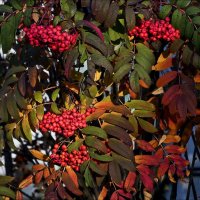 Горит огонь рябины красной... :: Валентина *