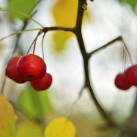 Осенние  цвета :: Геннадий Супрун