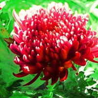 ХРИЗАНТЕМЫ (2) :: Елена Куприянова 